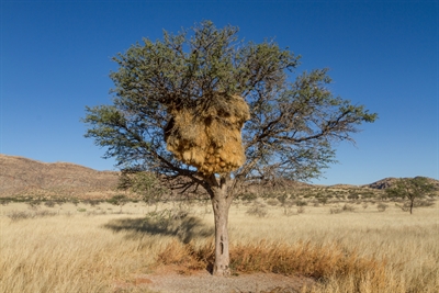 © Burkhard Lührmann