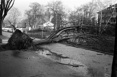 Entwurzelter Baum in Münster 1976