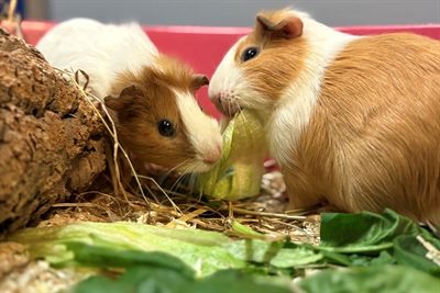 © Tierheim Kreis Unna