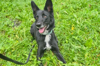 © Tierheim Kreis Unna