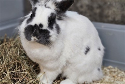 © Tierheim Kreis Unna