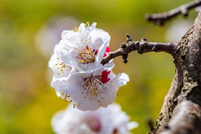 © Foto: pixabay_caropat