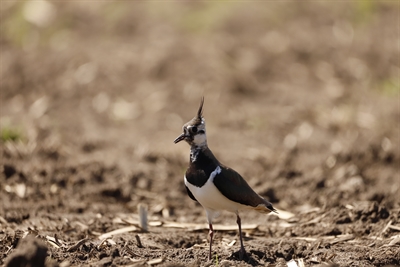 © Julia Schulte-Albert