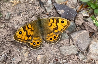 © Dr. Volker Lohrmann