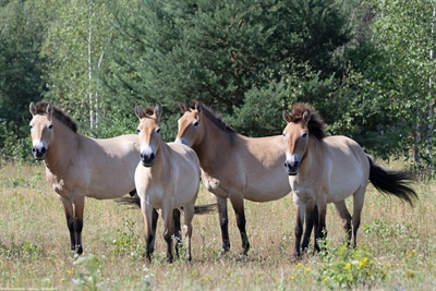 © Stadt Hanau / Medienzentrum