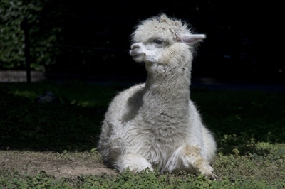 © Tiergarten Mönchengladbach gGmbH