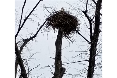 © Landeshauptstadt Magdeburg, Eigenbetrieb Stadtgarten und Friedhöfe