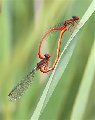 © Jürgen Christiansen