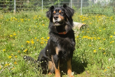 © Tierheim Kreis Unna