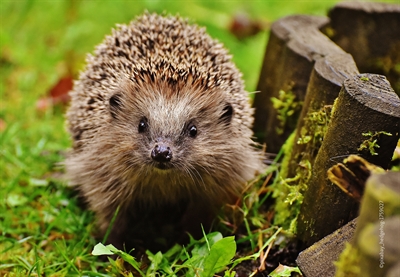 © ©pixabay_hedgehog-1759027