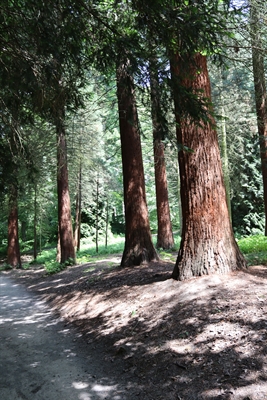 © Botanischer Garten Rombergpark