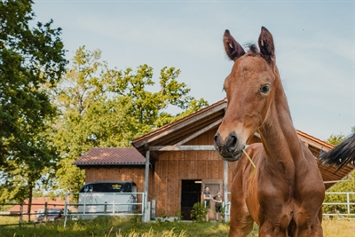 © Tierpark Sababurg