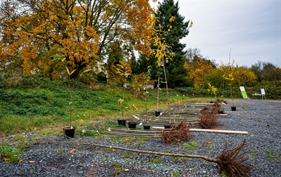 © Stadt Hanau / Moritz Göbel