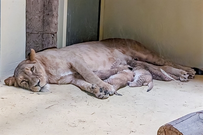 © Zoo Dortmund