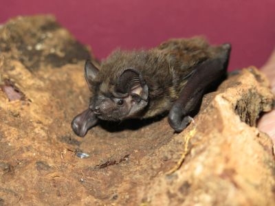 © Heike Kalfhues, Biologische Station Kreis Recklinghausen)