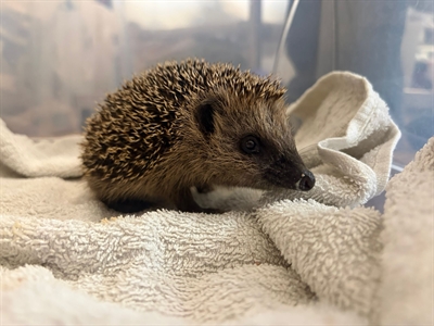 © Veterinärbehörde Kreis Unna