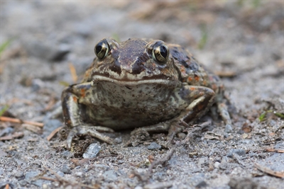 © (© Luise Hauswirth, Biologische Station Kreis Soest – ABU