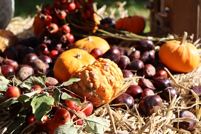 © Botanischer Garten Rombergpark