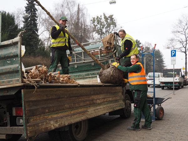 Bäume für Holländische Straße