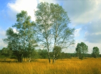 Meinweg Meinweg