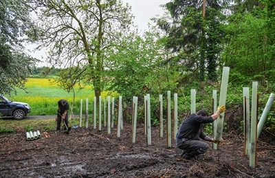 © Stadt Hanau / Moritz Göbel - Neue Bäume im Stadtgebiet - Foto 2
