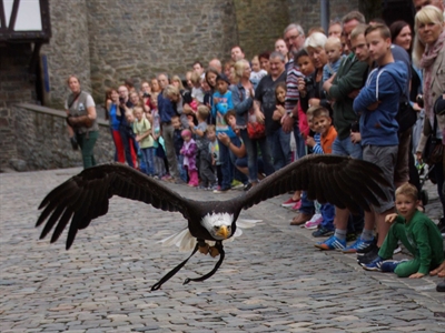 Adler, Habicht, Bussard und Co. sind am 28. Juli als besondere Gäste zwischen den Burgmauern unterwegs. Foto: Britta Gerstendorf / Märkischer Kreis