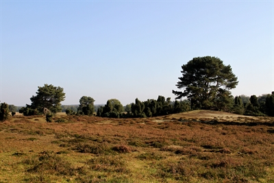 Westruper Heide