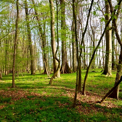 Hirzwald