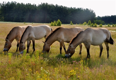 Przewalski Wildpferde auf Campo Pond