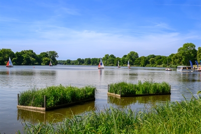 Pflanzenzonen Aasee